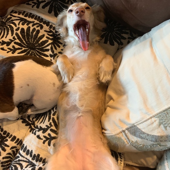 Meet your Posher, Ada-miette - Picture 1 of 1